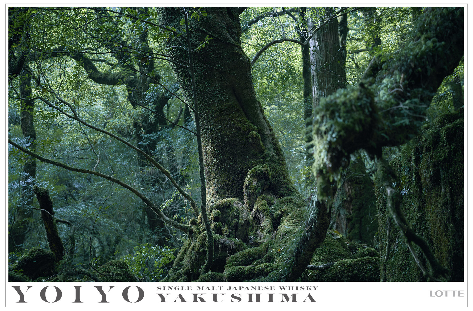 <p>LOTTE YOIYO</p>